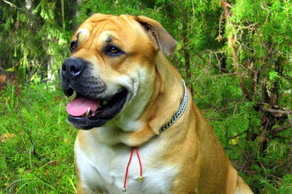 Кракен маркет